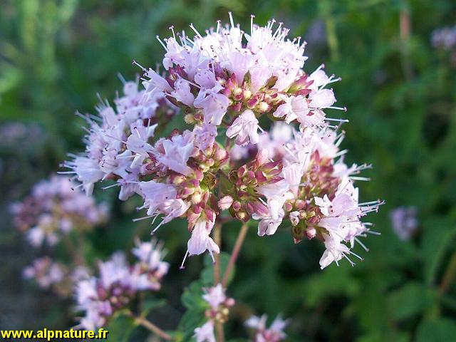 52_fleur d'origan.jpg
